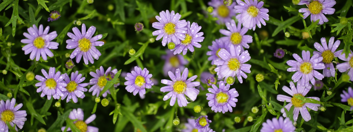 Half-Hardy Seasonal Plants