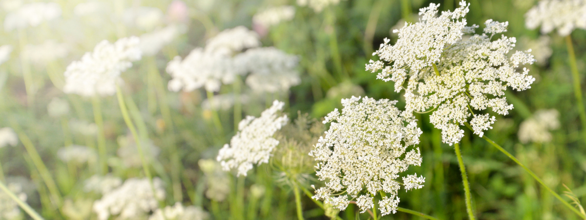 Hardy Seasonal Plants