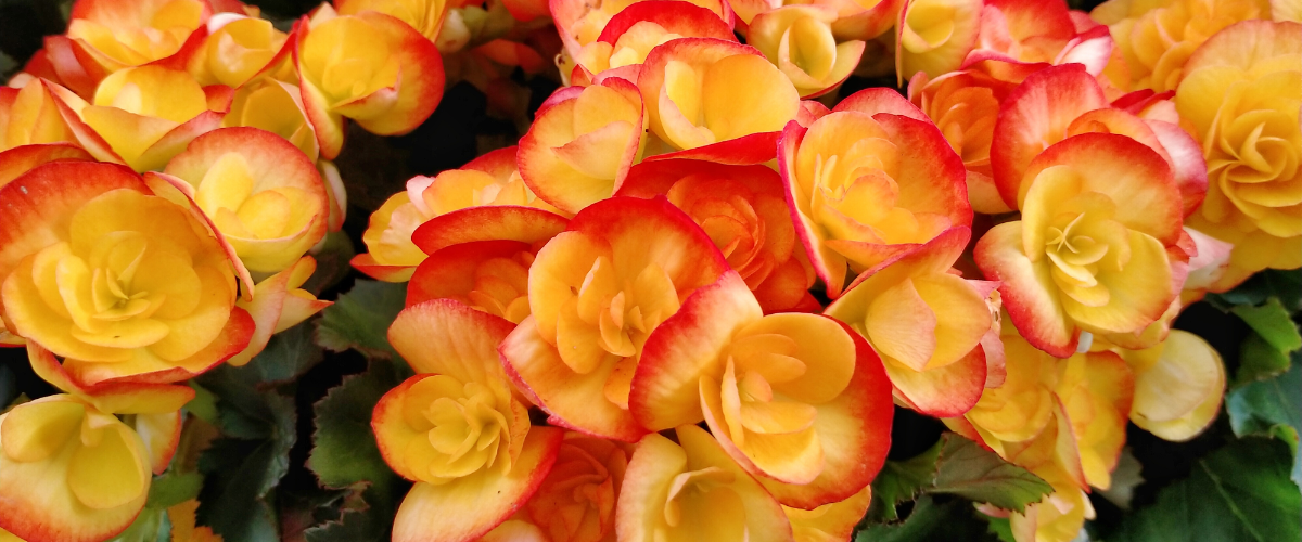4 spectacular summer bulbs to plant now